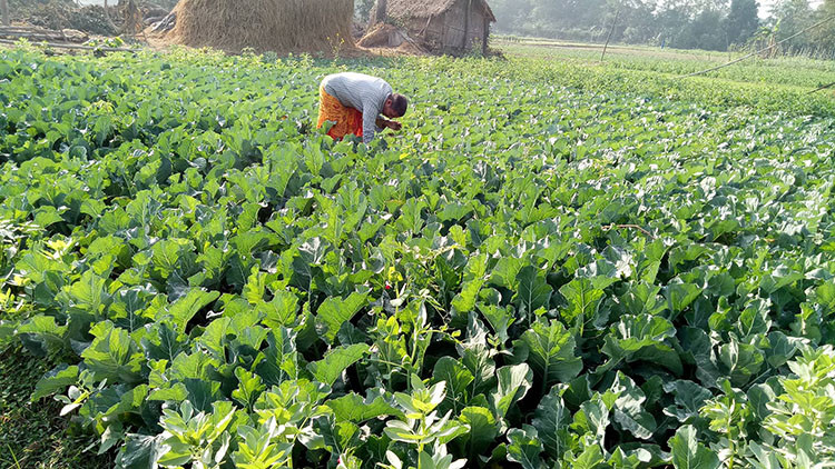 भारतीय तरकारी सस्तोमा बजार आउँदा नेपाली किसान परे मर्कामा