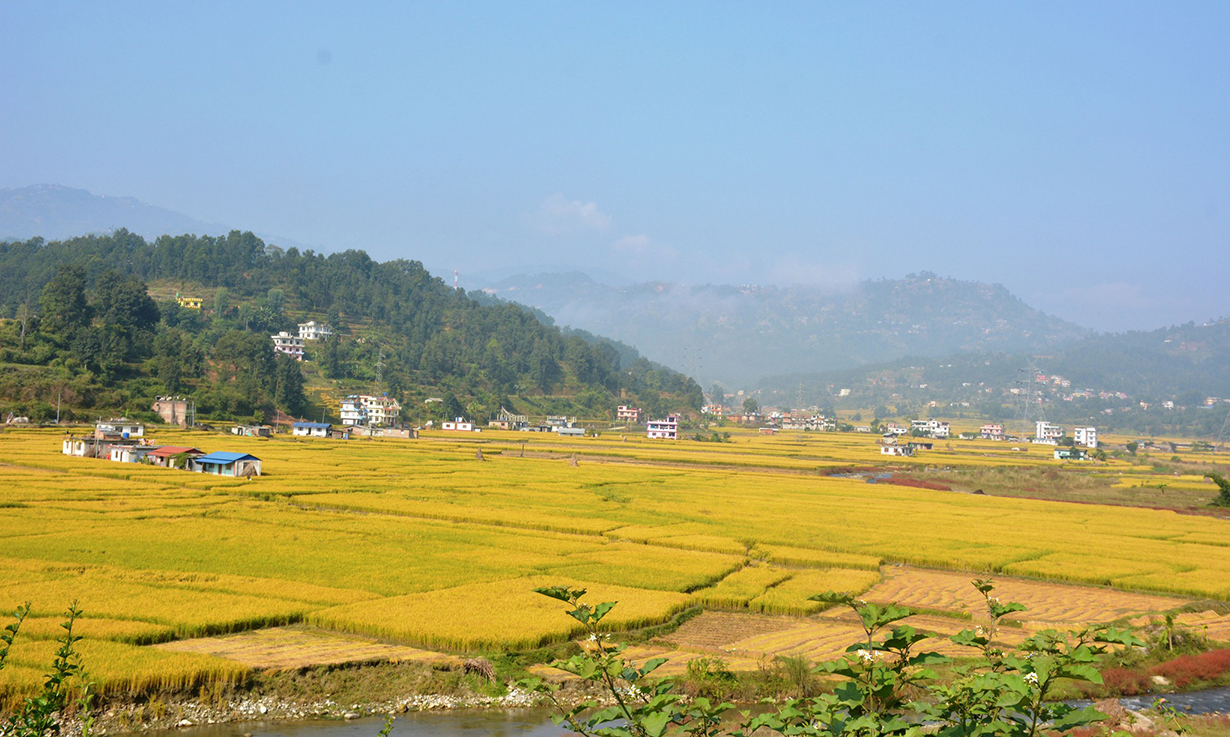 बढ्दो जनसंख्या,घढ्दो  उत्पादन : धानको सन्निकट संकटमा नेपाल देश