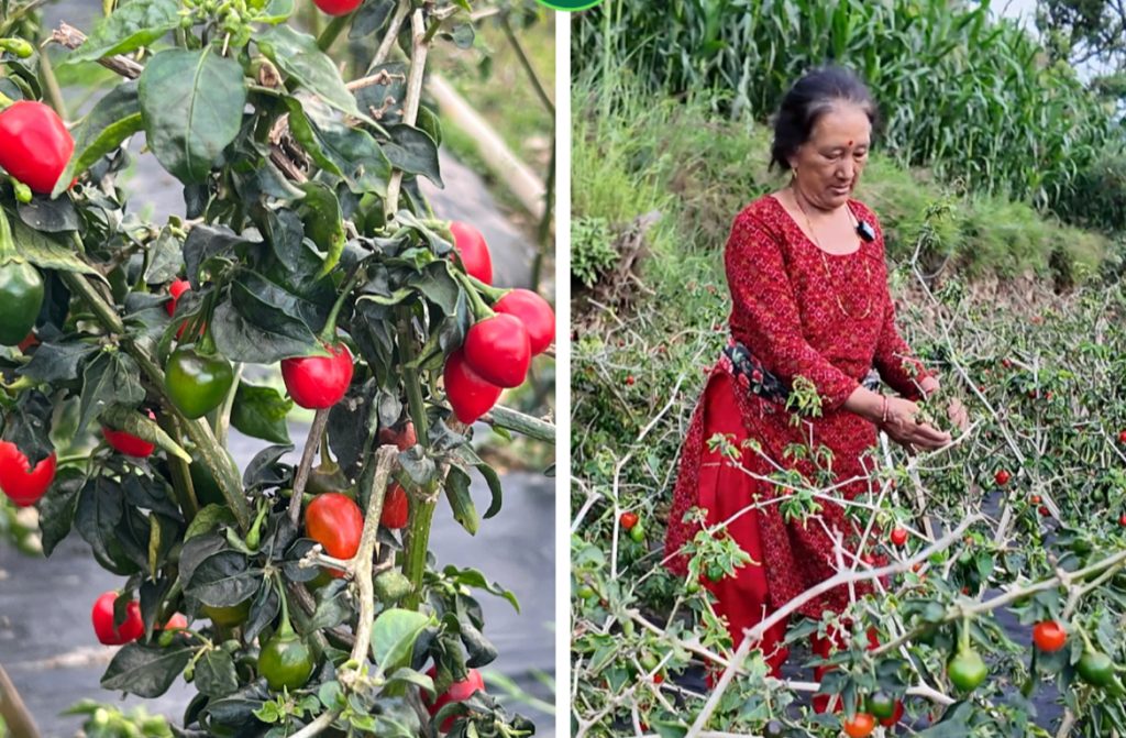एक मुरी अन्नबाट ५० हजारको छलाङ ,लालमायाको बारीमा फल्दैछ सुन