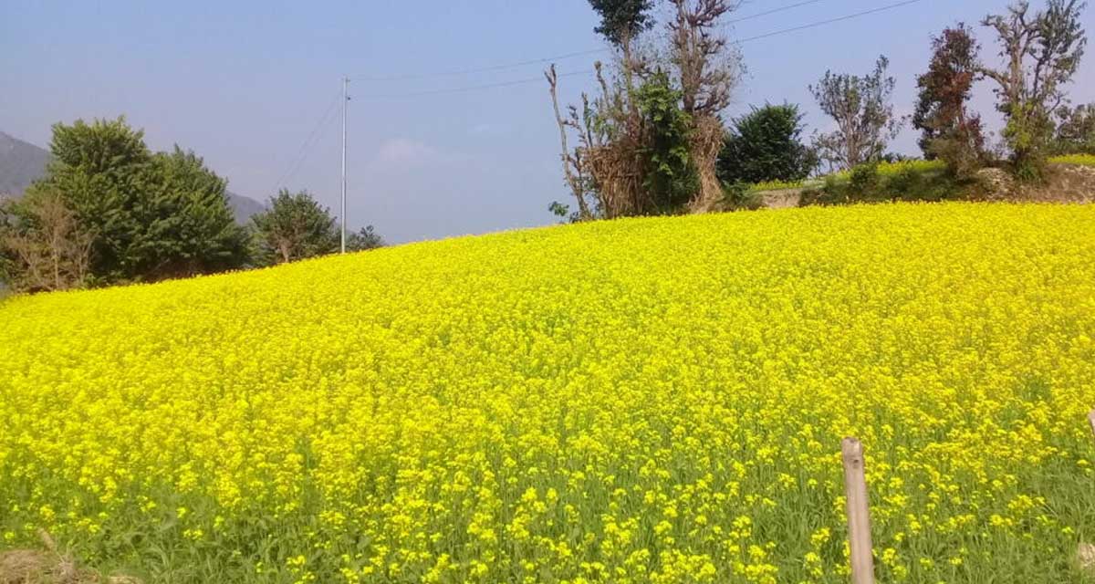 मोरङकाे तोरी खेतीप्रति किसानको बढ्दो आकर्षण