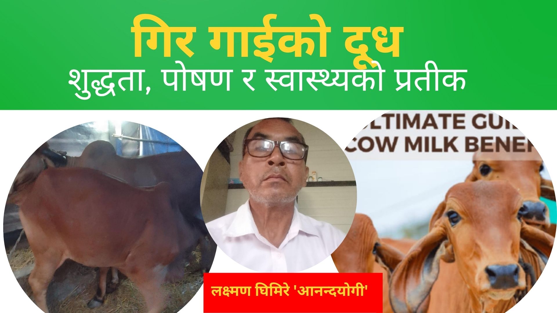 गिर गाईको दूध: आहारको विकल्प र स्वास्थ्य प्रवृत्तिहरू