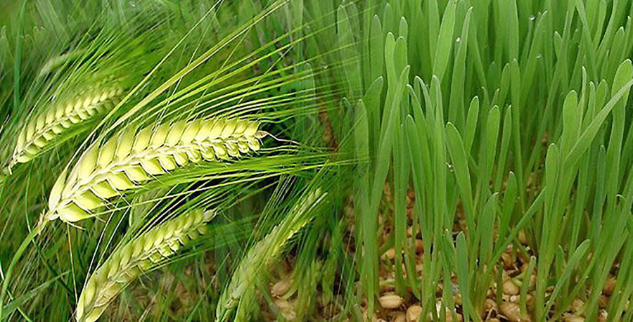 गहुँको उत्पादन बढाउन सही समय र उपयुक्त जात छनोट गर्न नार्कको आग्रह