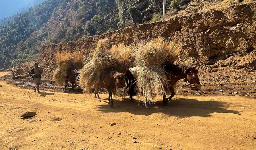 गाउँ गाउँमा मोटर गुड्न थालेपछि घाँस र मल बोक्छन् खच्चड