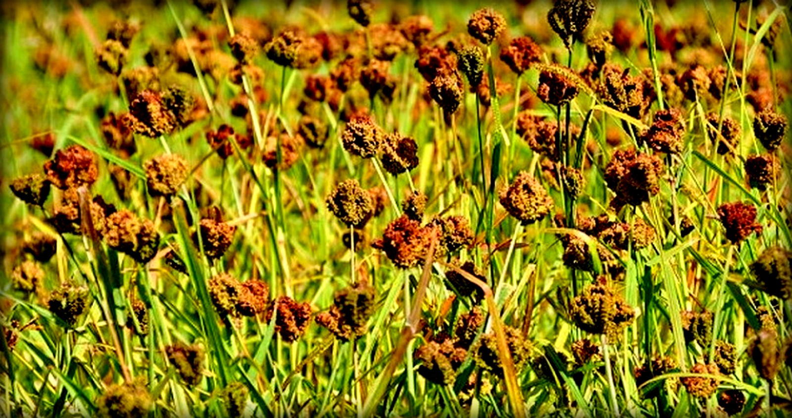 कोदो खाद्य सुरक्षा र जलवायु परिवर्तनको समाधान