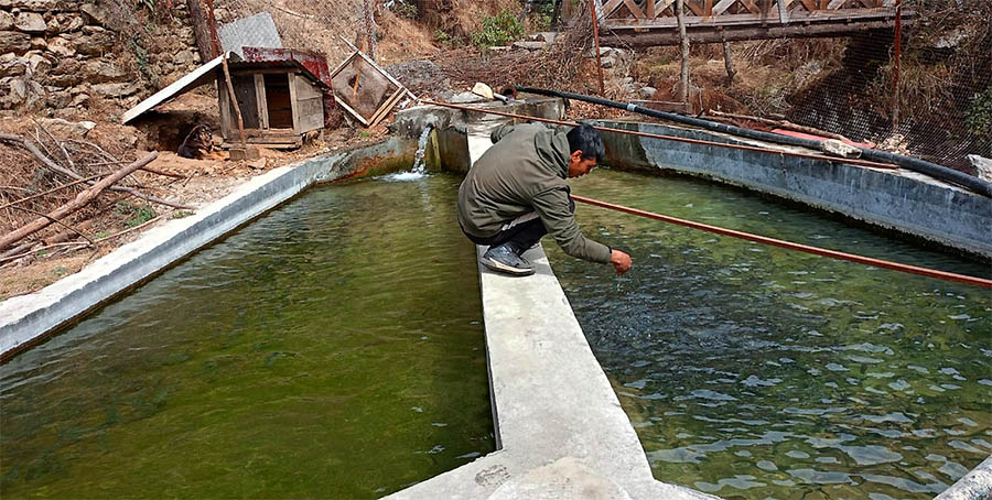 मासिक डेढ लाख आम्दानी वैदेशिक रोजगारीबाट फर्किएर गाउँमै माछापालन गर्दा