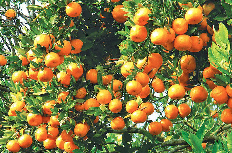 गोरखामा सुन्तला उत्पादन र आम्दानीमा ‘छलाङ’