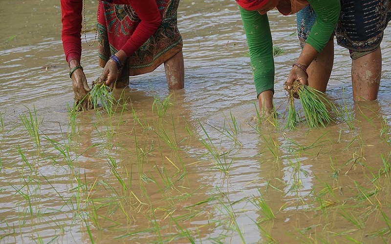 असार तेस्रो हप्तासम्म देशभर ४५ प्रतिशत रोपाइँ