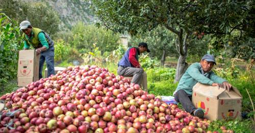 मुस्ताङबाट भयाे यस वर्ष ४९ करोडको स्याउ निकासी