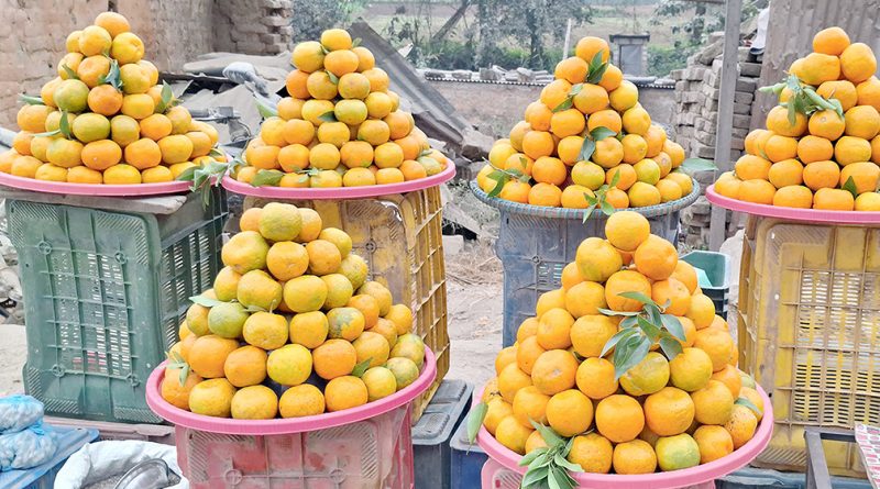 इच्छाकामनामा सुन्तला महोत्सव हुने