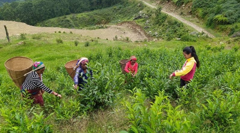 अर्बौं विदेशी मुद्रा भित्र्याउने चिया व्यवसाय पर्याे सङ्कटमा